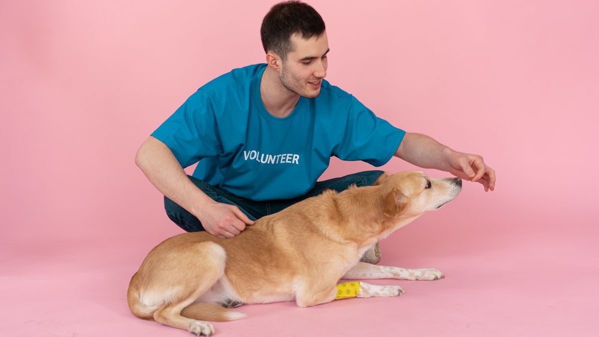 A volunteer in a blue shirt feeds a dog in a pink studio setting, showcasing care and love.